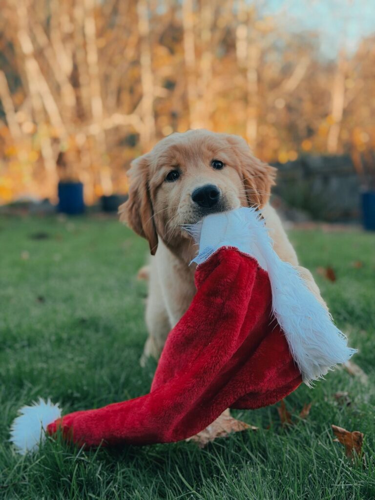 Health-tested Golden Retriever from Nextgen Goldens, Oregon