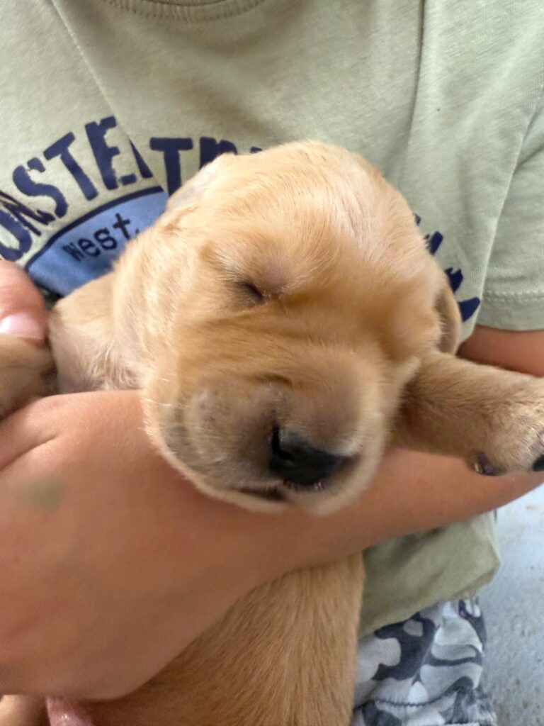 Health-tested purebred Golden Retriever from Nextgen Goldens